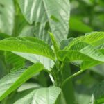 Molokhia বীজ | Molokhia Seeds (Jute Leaf) – Egyptian Spinach Corchorus Olitorius