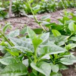 লাল তীর হাইব্রিড টমেটো বীজ | Lal Teer Hybrid Tomato Seeds