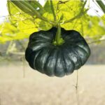 মিউনিখ বিয়ার মূলা বীজ | Munich Beer Radish Seeds