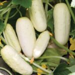 হোয়াইট সল্ট অ্যান্ড পেপার শসা বীজ | White Cucumber Salt and Pepper Seeds